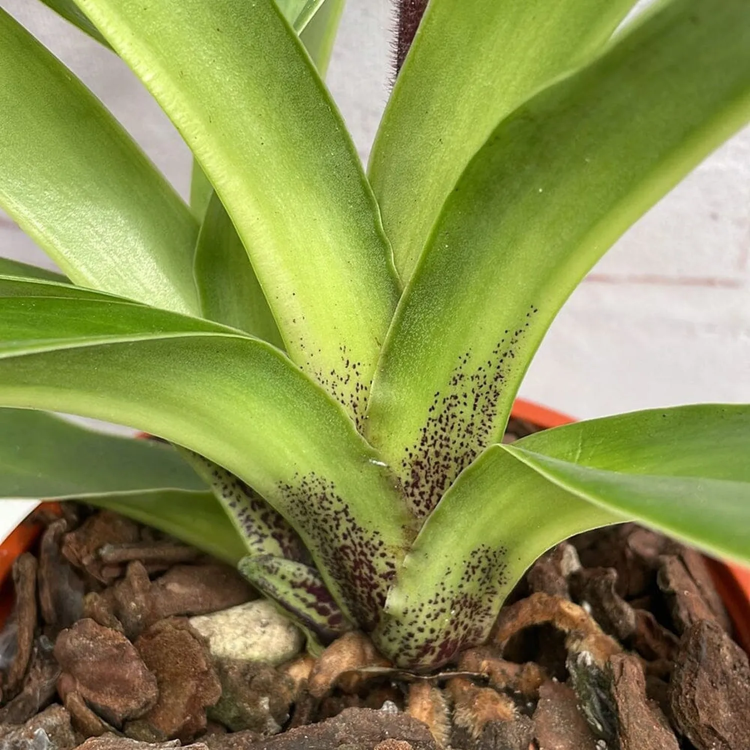 20 - 30cm Paphiopedilum Hybrid Orchid 12cm Pot House Plant