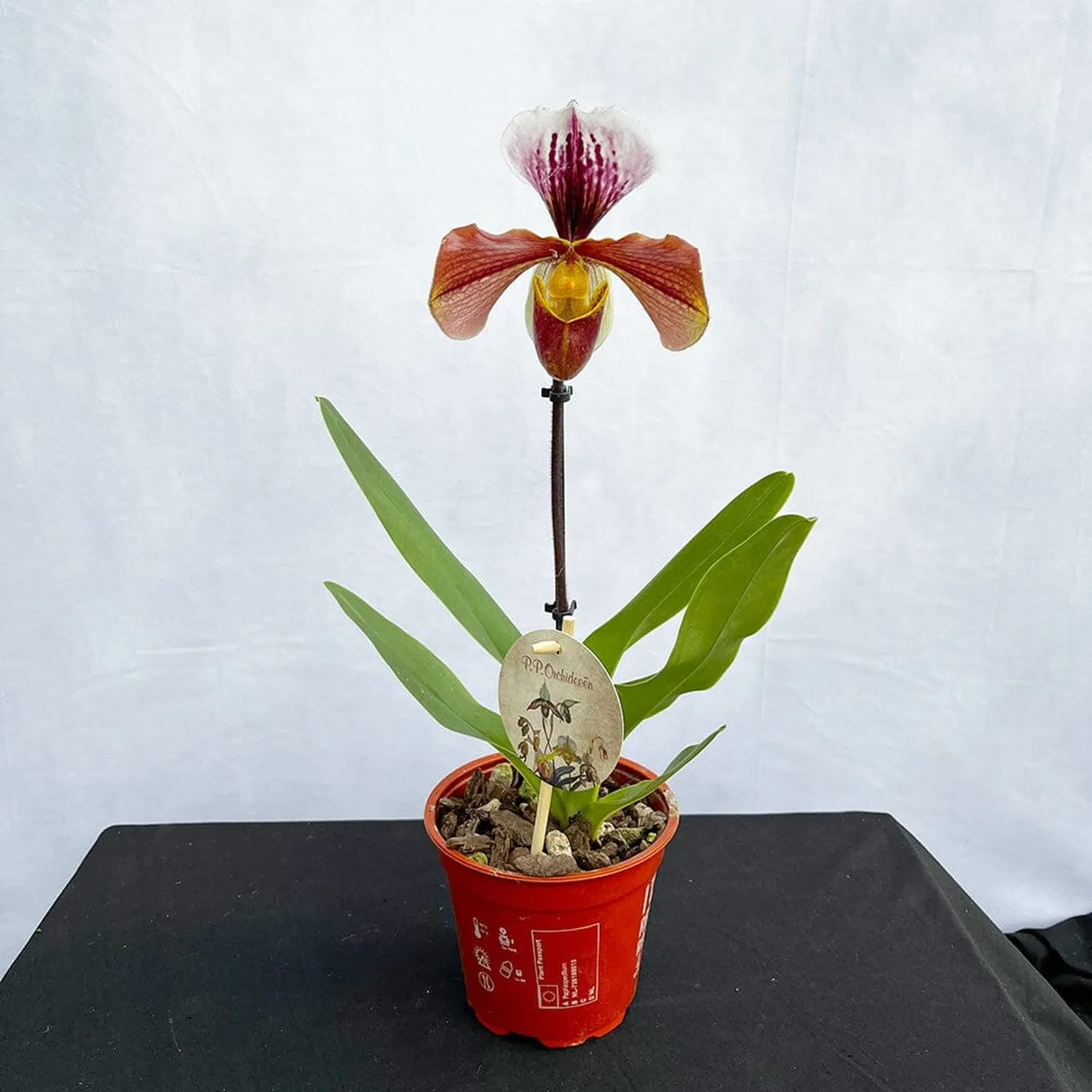 20 - 30cm Paphiopedilum Hybrid Orchid 12cm Pot House Plant