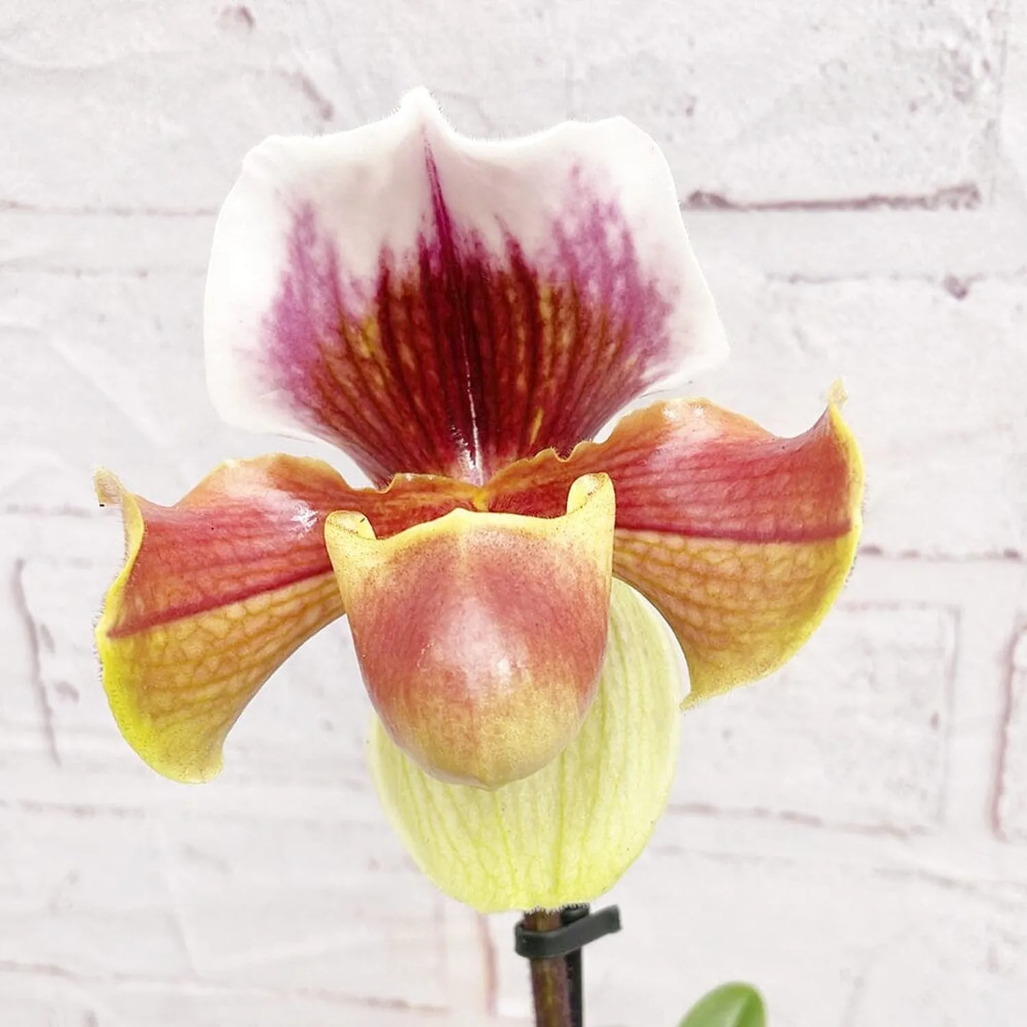 20 - 30cm Paphiopedilum Hybrid Orchid 12cm Pot House Plant