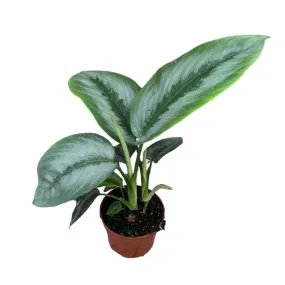 25 cm  Schismatoglottis Silver Borneo House Plant 10,5 cm Pot