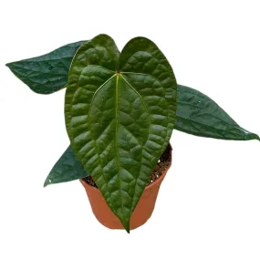 30 cm Anthurium Magnificum x Luxurians House Plant 14 cm Pot