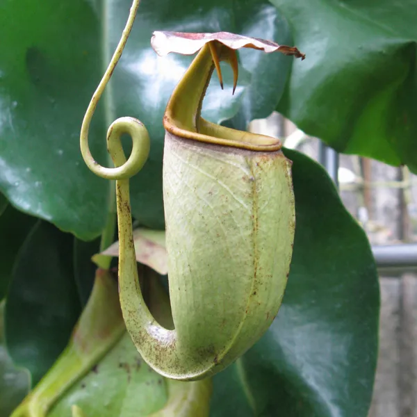 Nepenthes bicalcarata