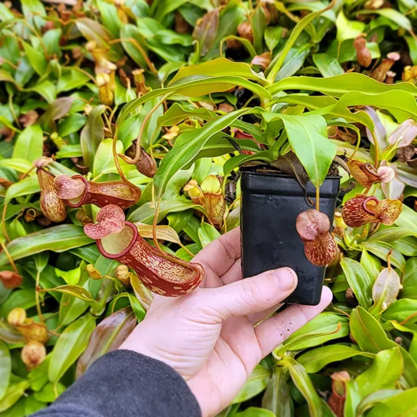 Nepenthes x St. Gaya