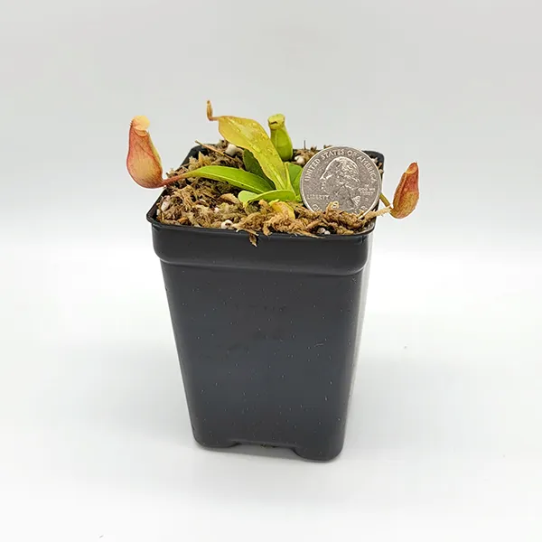 Nepenthes x St. Gaya