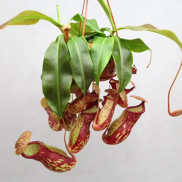 Nepenthes x St. Gaya