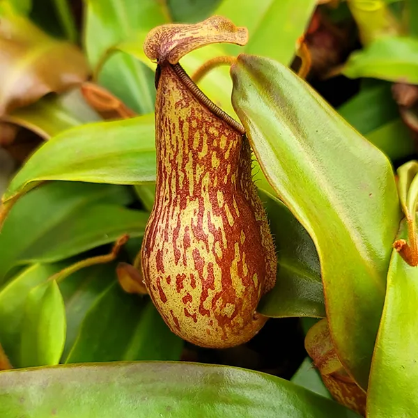 Nepenthes x St. Gaya