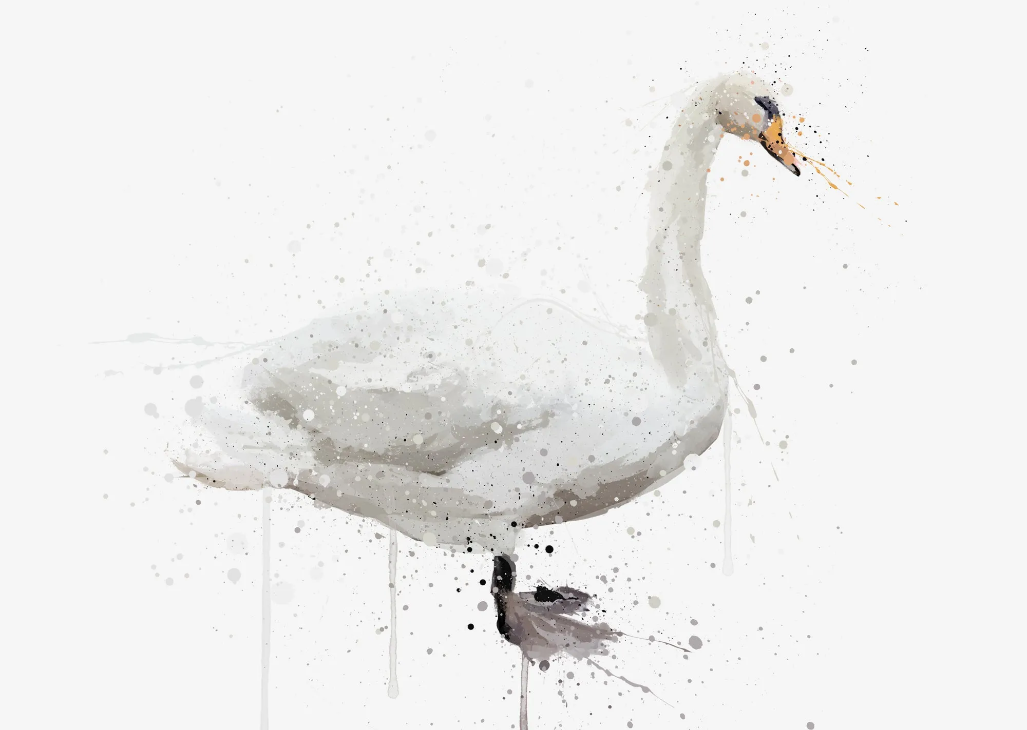 Swan Wall Art Print